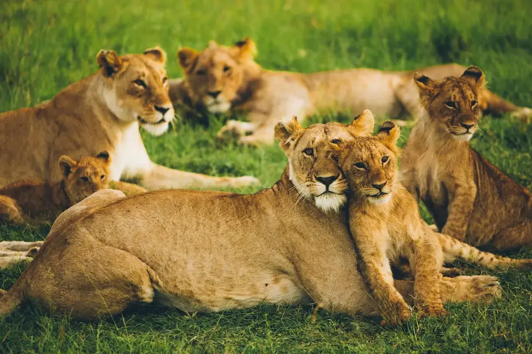 Lioness" Cast Continues to Reign Supreme in Streaming World