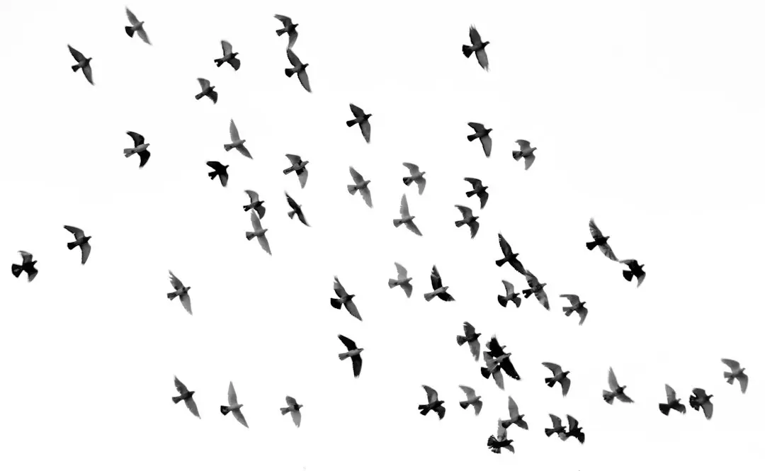 Black Doves: Inside the Spy Network Shaping the Show